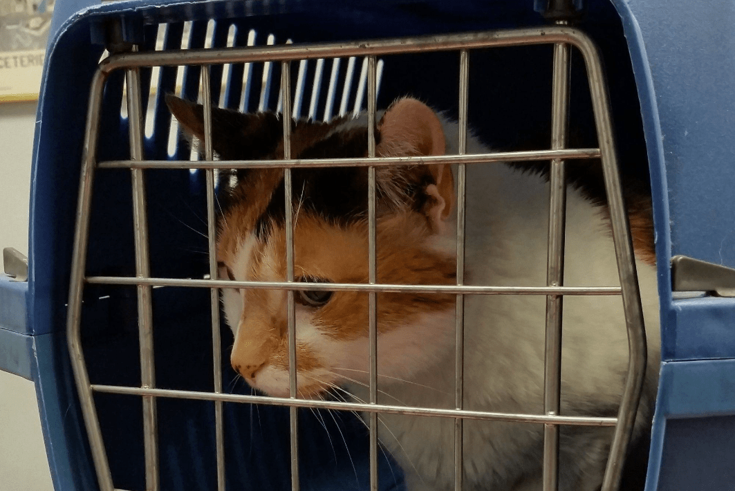 РЖД повысит качество перевозки кошек и собак в поездах после гибели Твикса