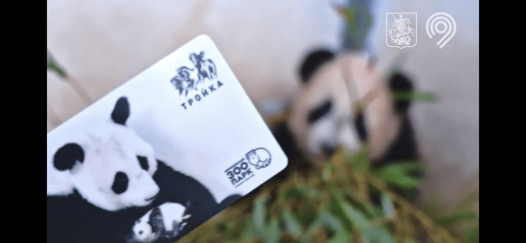 В честь первого родившегося в России детеныша панды выпустили карты «Тройка»