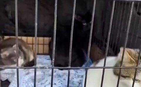 МЧС спасли 14 домашних животных из обрушившегося подъезда в Ростове