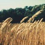 Кабмин РФ разрешил дополнительный экспорт пшеницы, ячменя и кукурузы в 2024 году