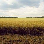 В Волгоградской области ввели режим ЧС из-за гибели посевов от майских заморозков