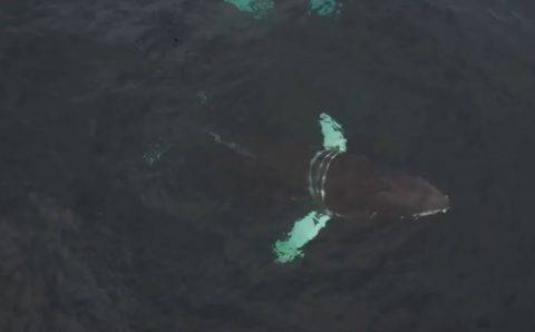 В Баренцевом море спасли застрявшего в рыболовной сети кита Станислава