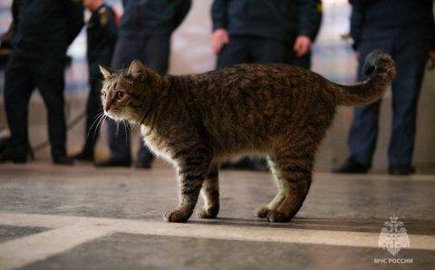 Кот Толик из 89-й пожарной части Москвы получил погоны прапорщика