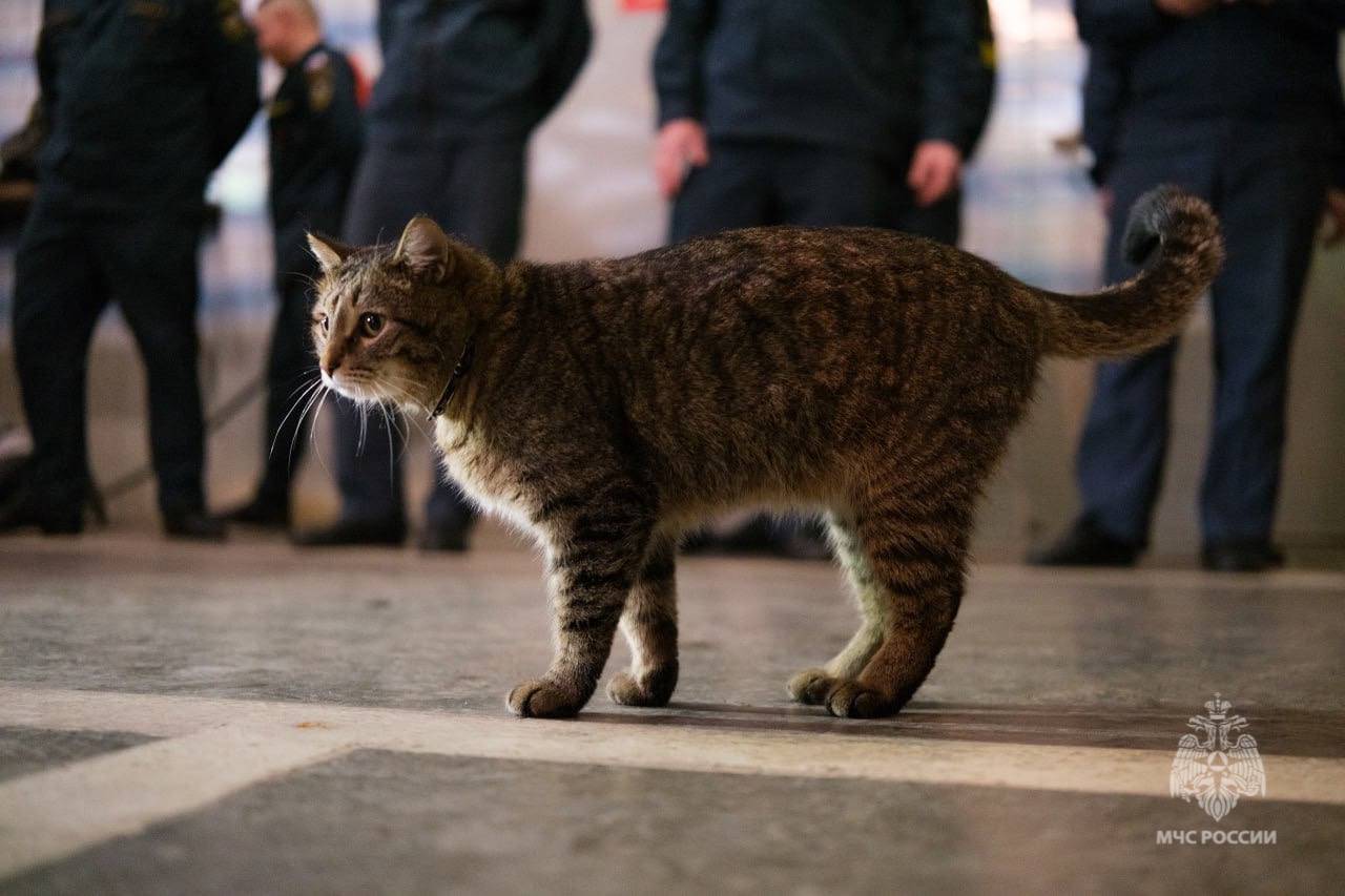 Кот Толик из 89-й пожарной части Москвы получил погоны прапорщика