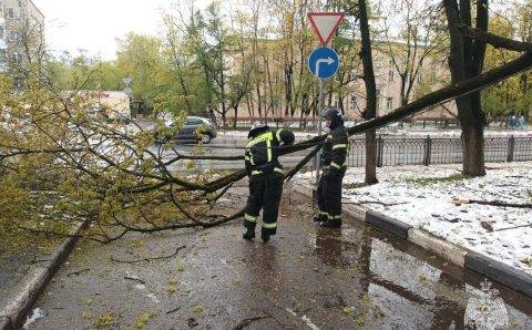 Тысячи жителей Подмосковья остались без света из-за аномального снегопада и падения деревьев