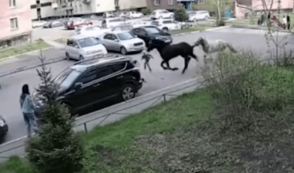 В Новокузнецке сбежавшие кони сбили 7-летнюю девочку во дворе дома