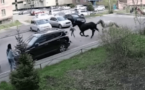В Новокузнецке сбежавшие кони сбили 7-летнюю девочку во дворе дома