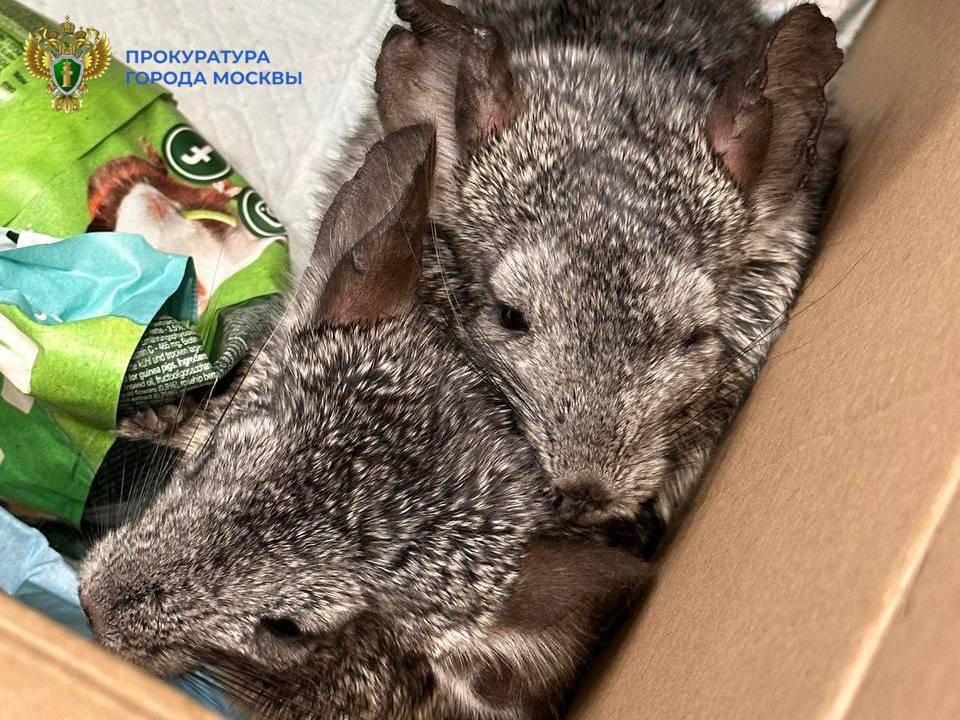49-летний мужчина убил и покалечил 4 шиншилл, он предстанет перед судом