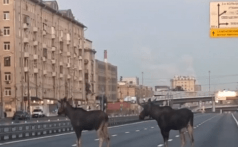 В Москве лоси из Измайловского парка вышли прогуляться по шоссе Энтузиастов