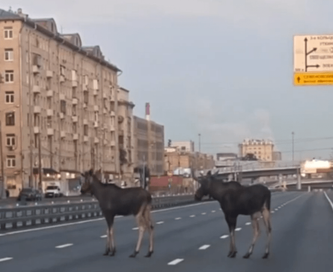 В Москве лоси из Измайловского парка вышли прогуляться по шоссе Энтузиастов