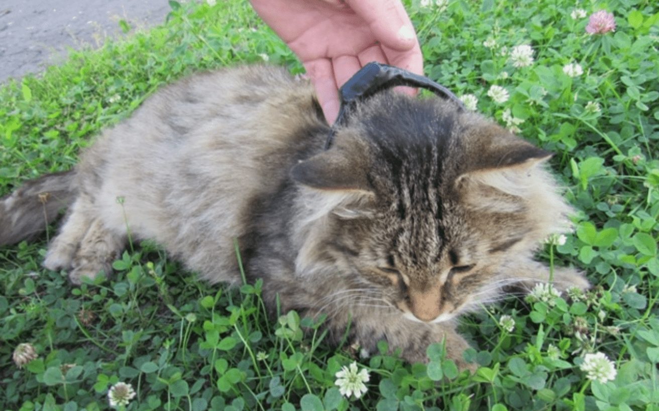 ФСИН задержала кота с наркотиками у колонии в Нижегородской области