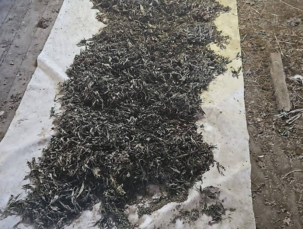 Полиция Приморья поймала пенсионера с 43 килограммами конопли