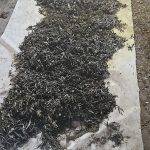 Полиция Приморья поймала пенсионера с 43 килограммами конопли