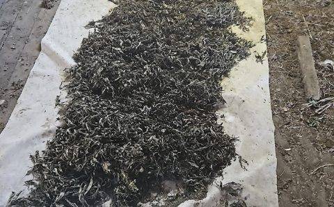 Полиция Приморья поймала пенсионера с 43 килограммами конопли