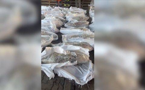 Полтонны наркотиков прятались в тунце в одном из портов Петербурга