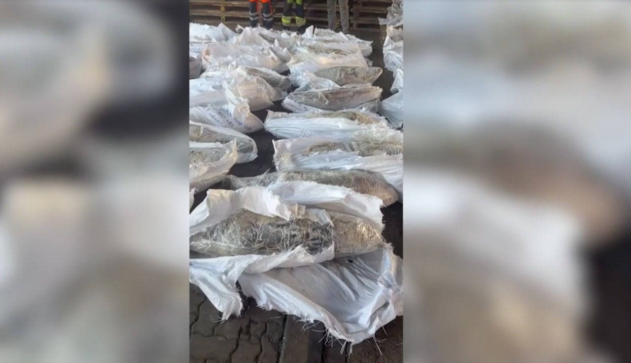 Полтонны наркотиков прятались в тунце в одном из портов Петербурга